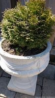 View of concrete planter with cedar shrub from one side, showing relief decoration and part of the shrub