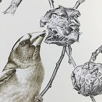 Close-up showing detailed head of Evening Grosbeak bird and dried rose hip on branch in the print artwork.
