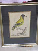 Framed bird print showing full artwork, mounted in a gold frame with a dark gray mat.