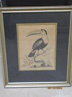 Full view of the framed bird print showing the toucan artwork enclosed in a simple frame with a grey matt border.