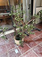 Full view of the jade plant with thick woody stems and green leaves in a beige ceramic pot on a tiled floor.