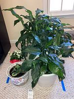 Two large green leafy plants in one white pot and one smaller green leafy plant in a decorative porcelain pot, seen from front view on carpeted floor near window.