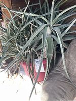 Photo showing dense aloe plants with long, broad leaves in a red pot, some leaves have brown edges.