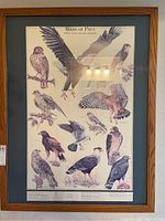 Framed 'Birds of Prey' print showing multiple bird illustrations including a large eagle with wings spread.