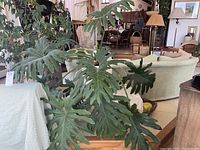 Overall view of the large Elephant Ear plant showing full spread of leaves and pot.