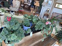 Six live potted plants on top of vintage piano including geraniums and other foliage plants shown with red flowers and lush green leaves.