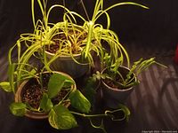 Spider plant with long narrow arching variegated leaves in white plastic pot, alongside two smaller plants in ceramic pots on dark surface.