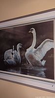 Framed wildlife art print showing two swans in water, one with wings raised.