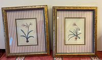 Two framed botanical prints side by side showing pink flowers with bulbs at the base, pink and white striped mats, and gold-tone textured frames.