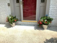 Two live plants with mixed red and white flowers in plastic pots placed on a concrete porch in front of a red door.