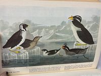 Color plate page showing detailed illustrations of four bird species on ice and water with alpine background.