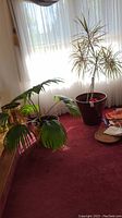 Two indoor palm plants near window on red carpet, one tall thin palm in dark red pot, one shorter palm with wide leaves in bronze pot.