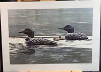 Print image of two common loons with chicks on water under light rain.