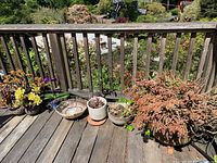 Wide view of multiple plants and pots on wooden deck