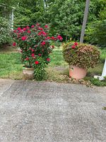 Two large planters outside, one with a bush of red roses and the other with azalea bush in terracotta pot.