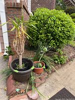 Wide view of resin planter with live corn plant, small clay pot with faux succulents nearby, plants surrounded by mulch and garden edging bricks.