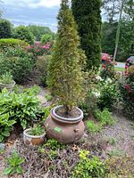 Photo showing the large resin planter with a tall tree planted inside, surrounded by various green plants and garden shrubs.