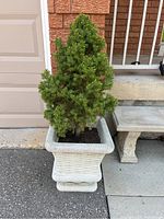 Front view of one cement planter with live coniferous plant, showing basket-weave texture and green foliage.