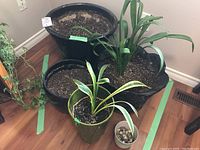 Five planters of various sizes filled with soil and two containing live plants with broad green leaves, placed on hardwood floor near wall.