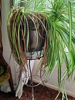 Metal plant stand holding a metal pot with a live spider plant with some browning leaves. Shows overall look of stand and plant.