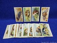 Photo of cigarette cards arranged on blue background showing various animals including a rodent, vole, and a bat, cards fanned out for viewing.