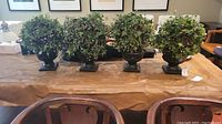 Full set of four faux ivy topiary plants arranged side by side on a table.