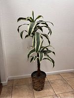 Artificial tree with variegated green and white long leaves in woven basket planter