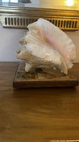 Side view of large natural conch shell showing pink inner lip and textured outer surface on decorative wooden base.