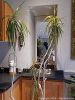 Tall Dracaena Marginata plant with green leaves and multiple thin stems in kitchen corner.
