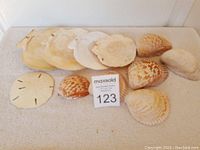 All shells laid out showing sand dollar, Atlantic scallops, and pearl scallops