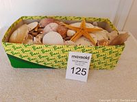 Top-down view of the shoe box filled with various sea shells and a starfish, highlighting different types and sizes.