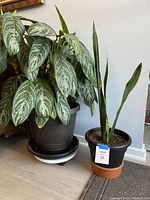 Photo showing both plants side by side with the Snake Plant in front on a terracotta saucer and the Steel Aglaonema larger and bushier in a black pot with its saucer; white wheeled coaster visible under Aglaonema (not included)