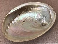Top view of the inside of the highly polished abalone shell showing the smooth iridescent surface and natural hole near the center.