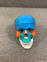 Front view of the color-coded anatomical skull model showing detailed painted cranial and facial bones with teeth.