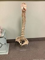 Full spine sculpture including pelvis and skull base displayed upright on metal stand from front view.
