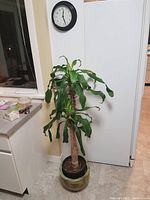 Indoor potted plant with thick woody stem and curly green leaves in a decorative ceramic planter near window and wall clock.