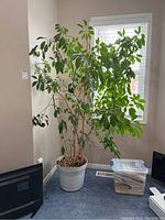 Large indoor plant with multiple woody stems and green leaves in a white pot, placed near a window.
