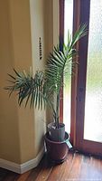 Full front view of tall Majesty Palm plant next to a door, in a grey plastic nursery pot inside a large purple ceramic pot.