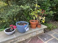 Wide view of three garden planters on a stone ledge outdoors with various plants and soil inside.
