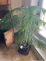 Full view of the Norfolk Pine plant showing its height and dense green foliage indoors next to a door.