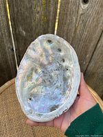 Photo of the inside of a large abalone shell showing its iridescent, multicolored pearly surface and several holes along the edge.