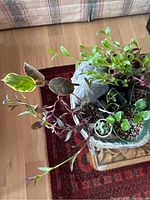 Top view of seven live houseplants in assorted pots showing broad green leaves with variegation, trailing succulents, and other foliage plants