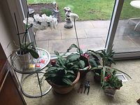 Wide view of plants including orchid, peace lilies, and gardening tools on floor near window and glass door.