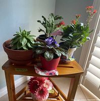 Overview of the five plants on a small wooden table by a window: includes the green succulent, African violet, red flowering plant, artificial pink flowers, and another leafy plant