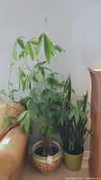 Two live plants shown side by side near a wall. The plant on the left is a braided money tree with large green leaves. The plant on the right is a snake plant with long upright green and yellow variegated leaves.