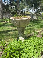 Full view of the concrete bird bath on grassy area, showing weathered surface and decorative vine pattern on bowl and pedestal.