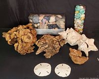 Full lot view showing driftwood pieces, sand dollars, shells, bowl of shells, glass vase with sea urchin molds, and candle box