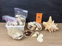 Full lot showing large shells, coral piece, plastic containers with smaller shells, and smaller loose shells in front on dark surface