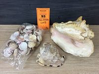 Photo of three main shell items including large conch shell, whelk shell, and bag of small shells with seller lot tag