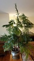 Full view showing the live plant with wide fern-like green leaves and pottery pot on a wooden table inside a living room.